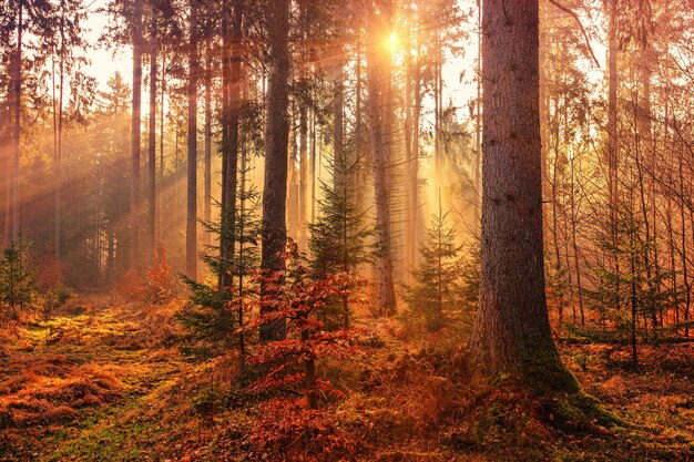 Chaleur de la forêt par rayon de soleil