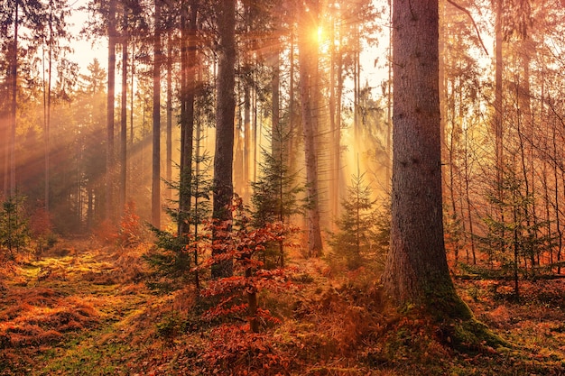 Chaleur de la forêt par rayon de soleil