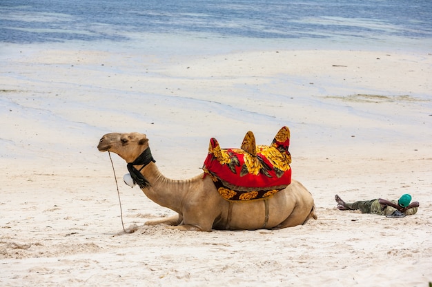 Photo gratuite chameau couché sur le sable dans le contexte de l'océan et des bateaux