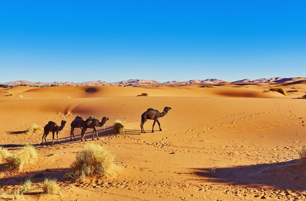 Chameau dans le désert du Sahara au Maroc