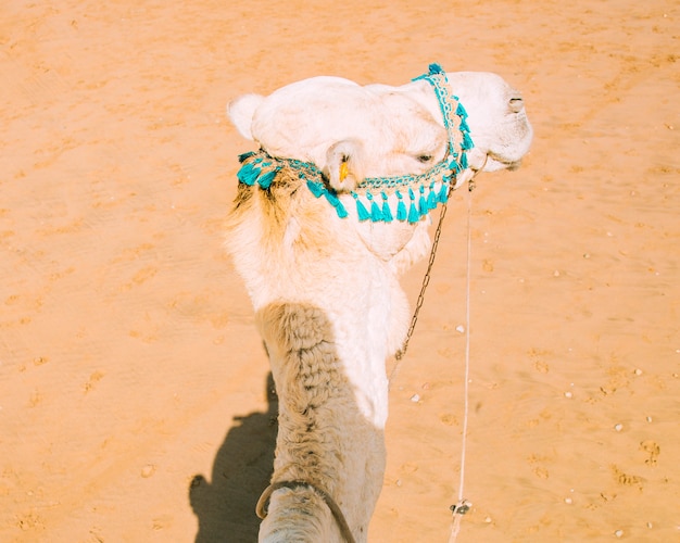 Photo gratuite chameau dans un paysage désertique au maroc