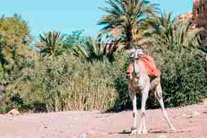 Photo gratuite chameau dans un paysage désertique au maroc