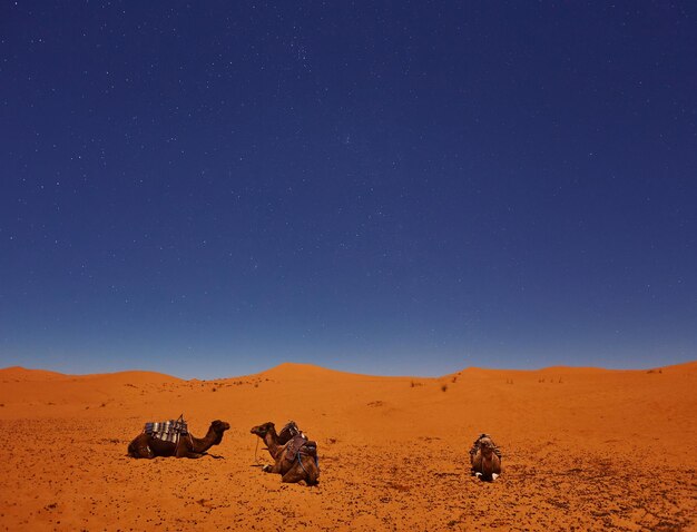 Les chameaux dorment sous le ciel étoilé du désert du sahara