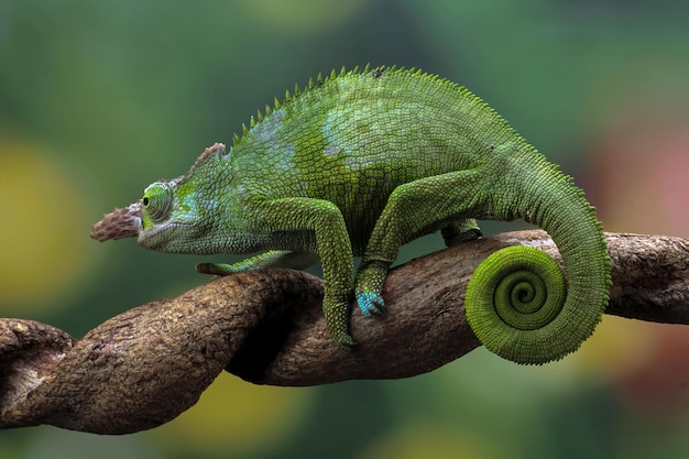 Chameleon fischer gros plan sur arbre cameleon fischer marchant sur des brindilles cameleon fischer gros plan