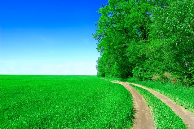 Champ d&#39;arbres et de manière de terre