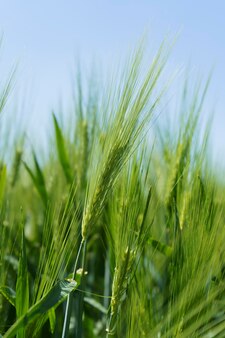 Champ de blé bouchent scène agricole de mise au point sélective en plantation de céréales en russie