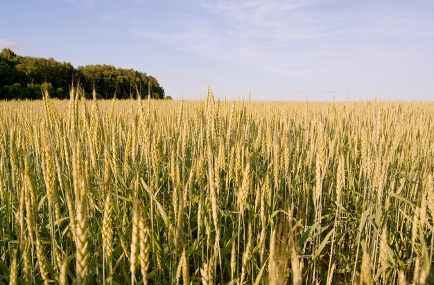 Le champ de blé