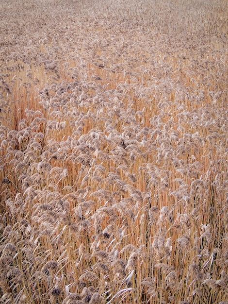 champ de blé