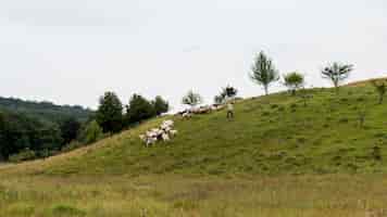 Photo gratuite champ de campagne avec des chèvres