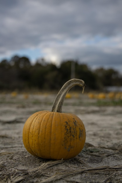 Photo gratuite champ de citrouilles avec des citrouilles fraîches