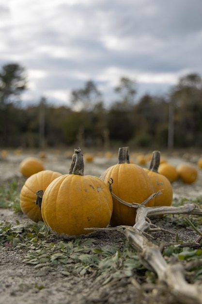 Champ de citrouilles avec des citrouilles fraîches