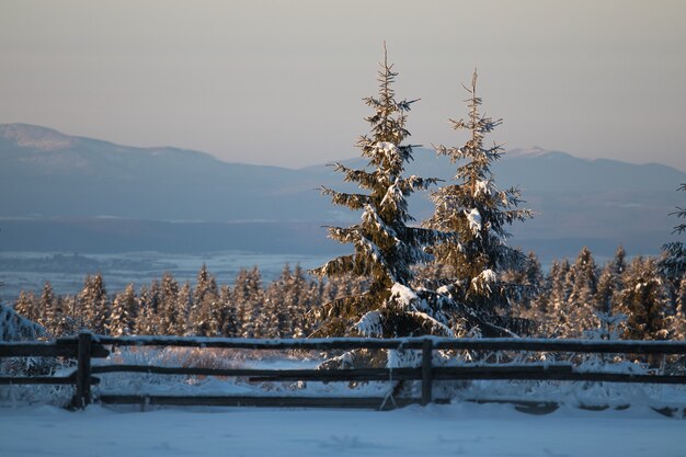 Champ couvert de conifères et de neige avec des montagnes sous la lumière du soleil