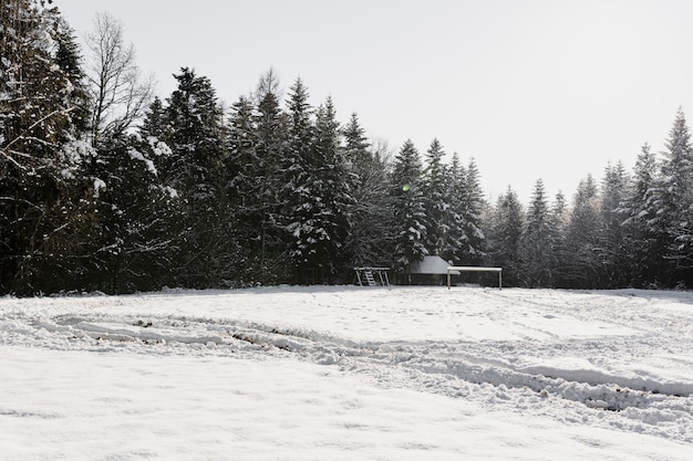 Photo gratuite champ ensoleillé dans la forêt d'hiver