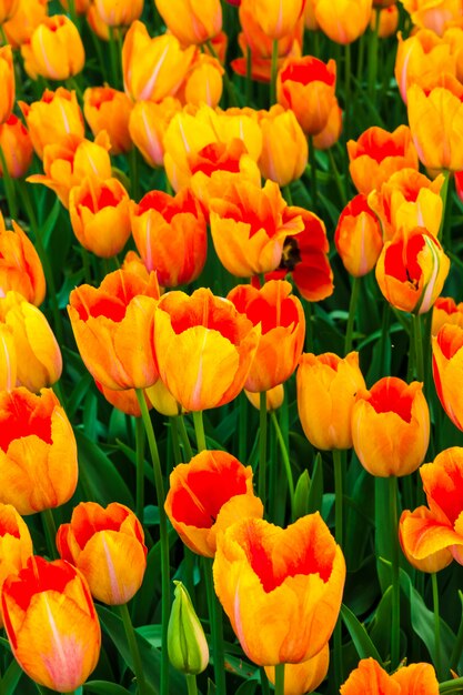 Champ de fleurs de tulipes