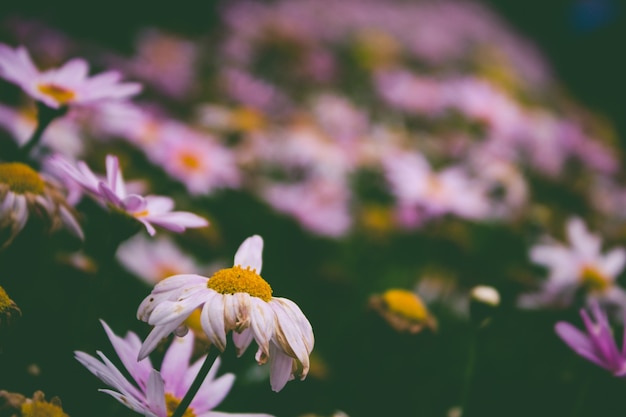 Photo gratuite champ de fleurs violettes