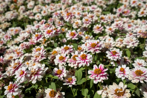 champ de fleurs