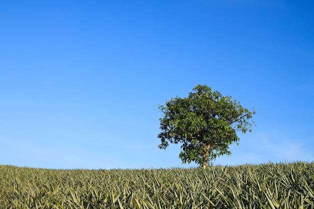 Photo gratuite champ de foin d'herbe vert jardin