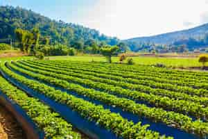 Photo gratuite champ de fraises