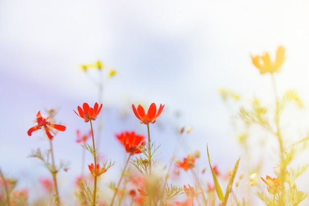 Champ d&#39;herbe, fleurs violettes et rouge.