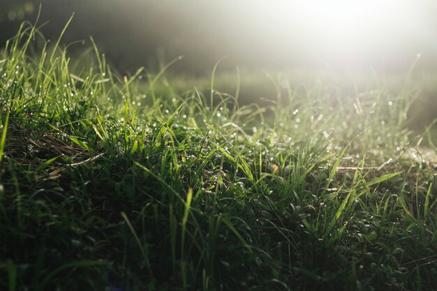 Champ d'herbe avec rosée le matin