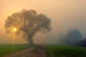 Photo gratuite champ d'herbe verte avec arbres et brouillard