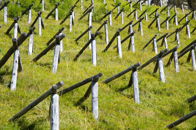 Champ d'herbe verte avec des poteaux en bois en forme de pyramide