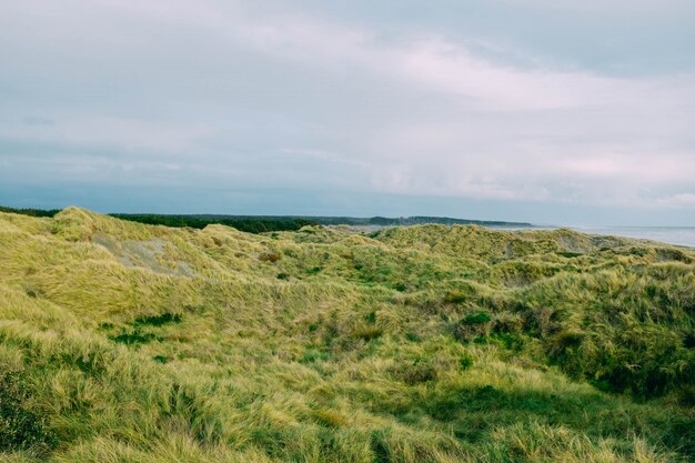 Champ d'herbe verte près de la mer sous le beau ciel nuageux