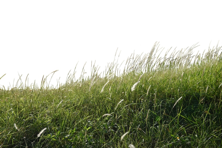 Photo gratuit champ d&#39;herbe