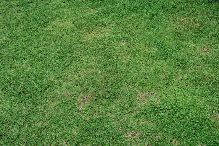 Photo gratuit champ d&#39;herbe