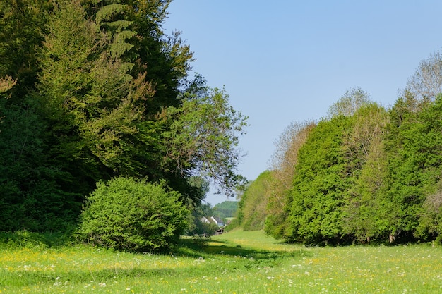 Champ herbeux avec des arbres verts sous un ciel bleu pendant la journée