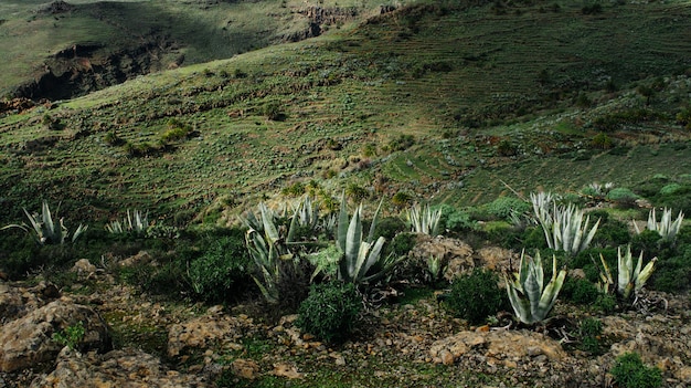 Champ herbeux avec des plantes d'agave sur une colline