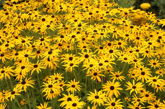 champ jaune de marguerites