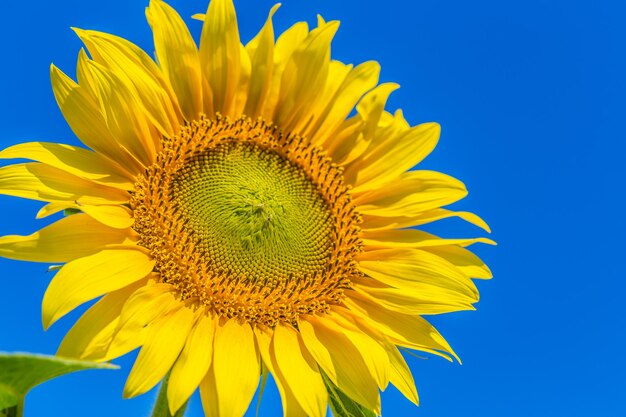 Champ jaune de tournesols