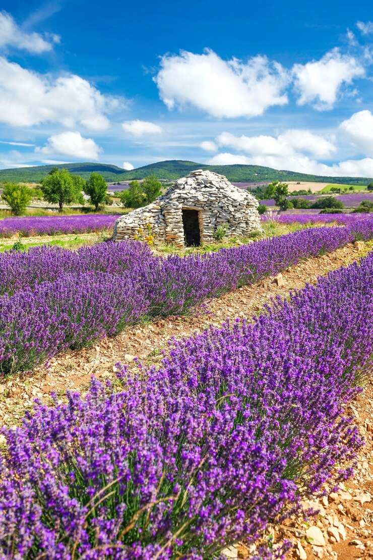 Photo gratuit champ de lavande près de banon, france
