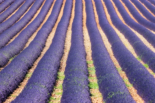 Photo gratuite champ de lavandes en fleurs en provence en été