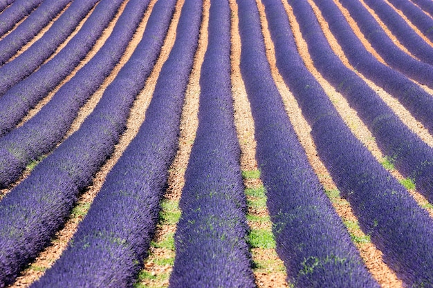 Champ de lavandes en fleurs en Provence en été