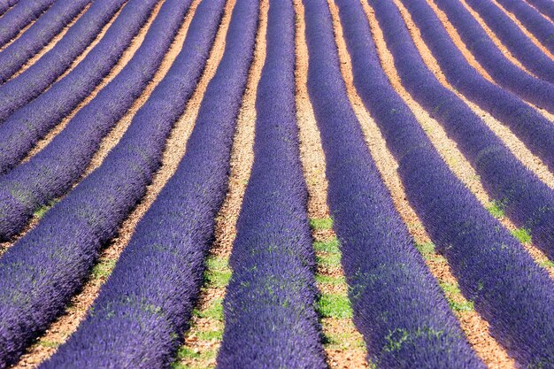 Champ de lavandes en fleurs en Provence en été