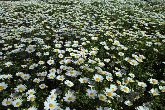 Champ de marguerites