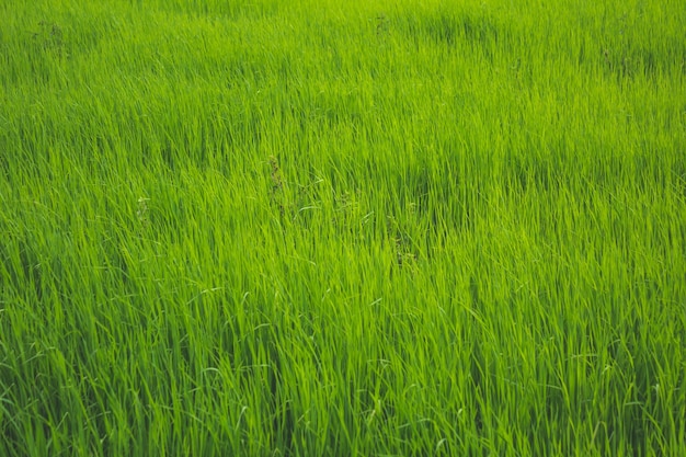 Champ ouvert avec herbe verte