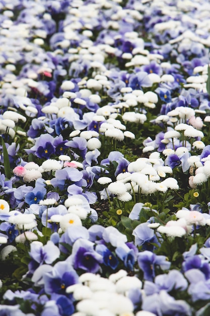 Champ de pensées bleues