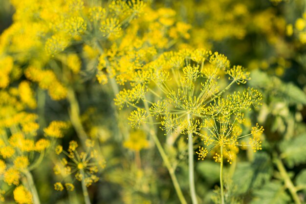 Champ de plantes concept agriculture saine