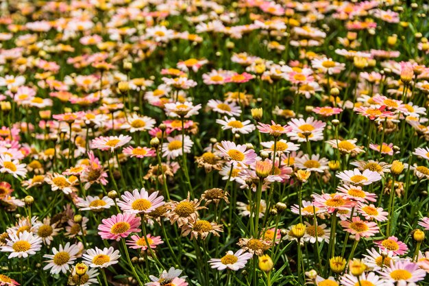 Champ plein de fleurs