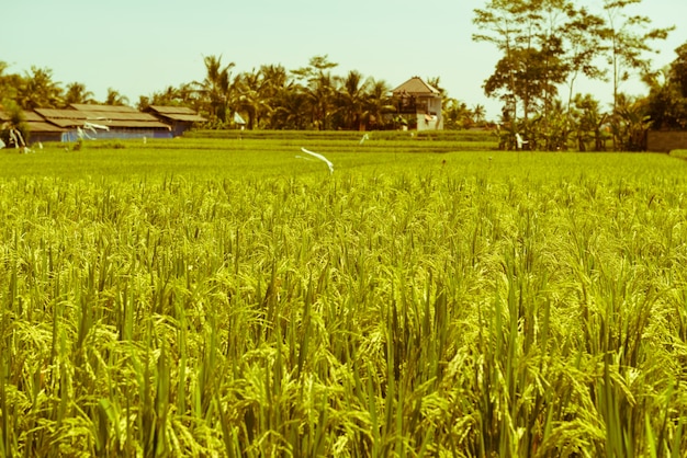 Photo gratuite champ de riz à bali