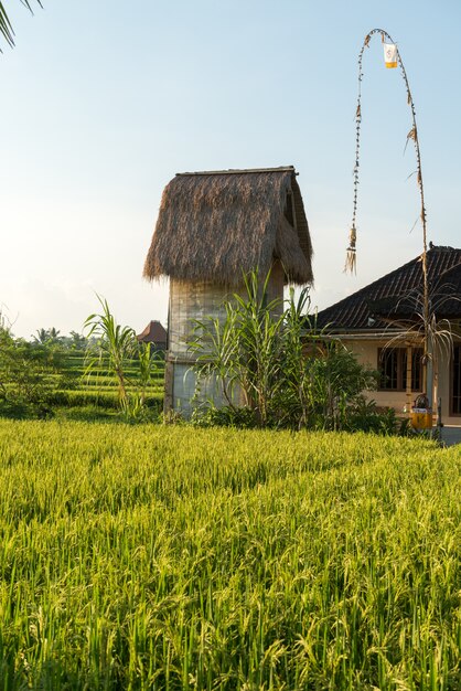 Champ de riz à Bali