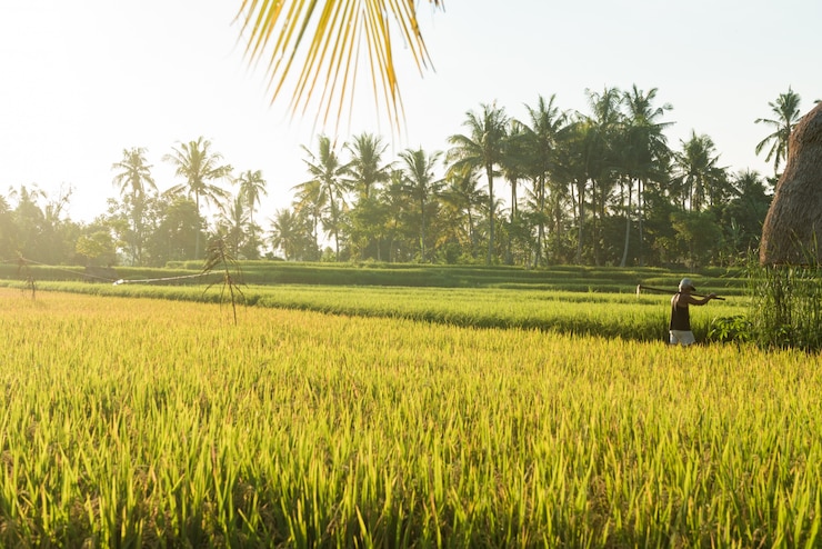 Photo gratuit champ de riz à bali