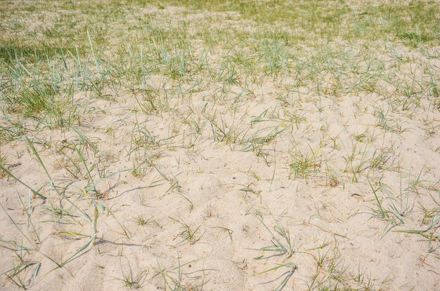 Champ de sable avec de plus en plus d'herbe