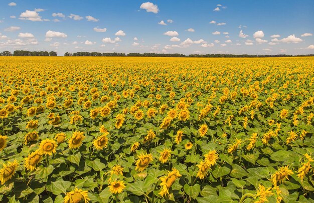 Champ de tournesols Vue aérienne des champs agricoles oléagineux à fleurs