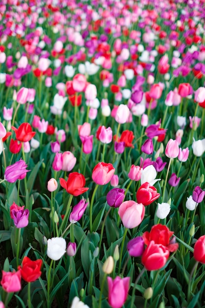 Photo gratuite champ de tulipes au japon