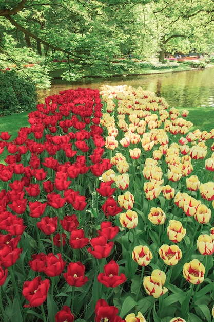 Le champ de tulipes aux Pays-Bas
