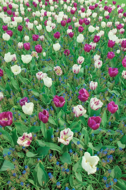 Le champ de tulipes aux Pays-Bas